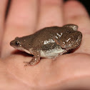 Great Plains Narrow-mouthed Toad