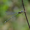 Damselfly