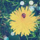 Multicolored Asian Lady Beetle
