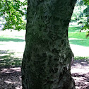 European beech