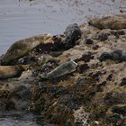 Harbor Seal