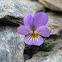 Violeta de Sierra Nevada
