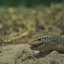 Mimic Glass Lizard