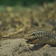 Mimic Glass Lizard