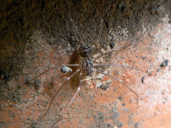 Spotting Image 1