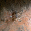 Spitting Spider