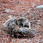 California Ground Squirrel