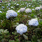 Hydrangea macrophylla