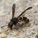 Wasp