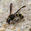 Wasp