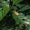 Tree Frog?