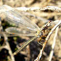 Myrmelentidae