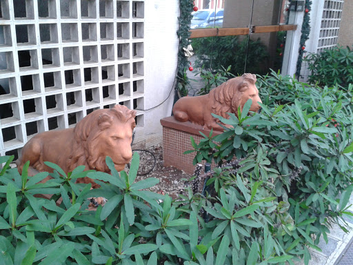Leões Do Rio Branco