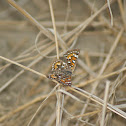 Behr's Metalmark