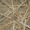 Behr's Metalmark