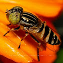 Hoverfly