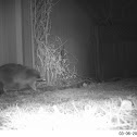 Raccoon