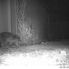Raccoon