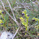 Ophrys dyris
