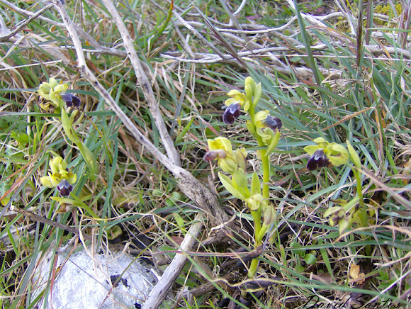 Spotting Image 1