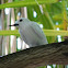 White Tern