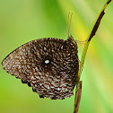 Palmflies