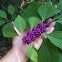 American beauty berry