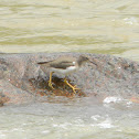 playero manchado - andarríos maculado - Spotted Sandpiper