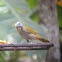 Buff-throated Saltator