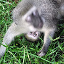 Vervet Monkey