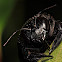 Carpenter Bee
