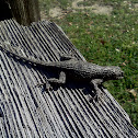 Eastern Fence Lizard