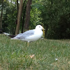 Seagull