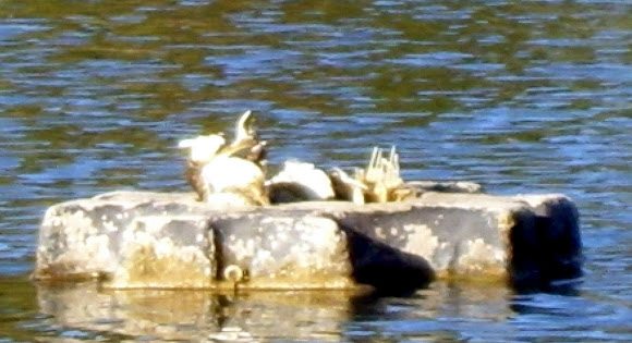 Spotting Image 1