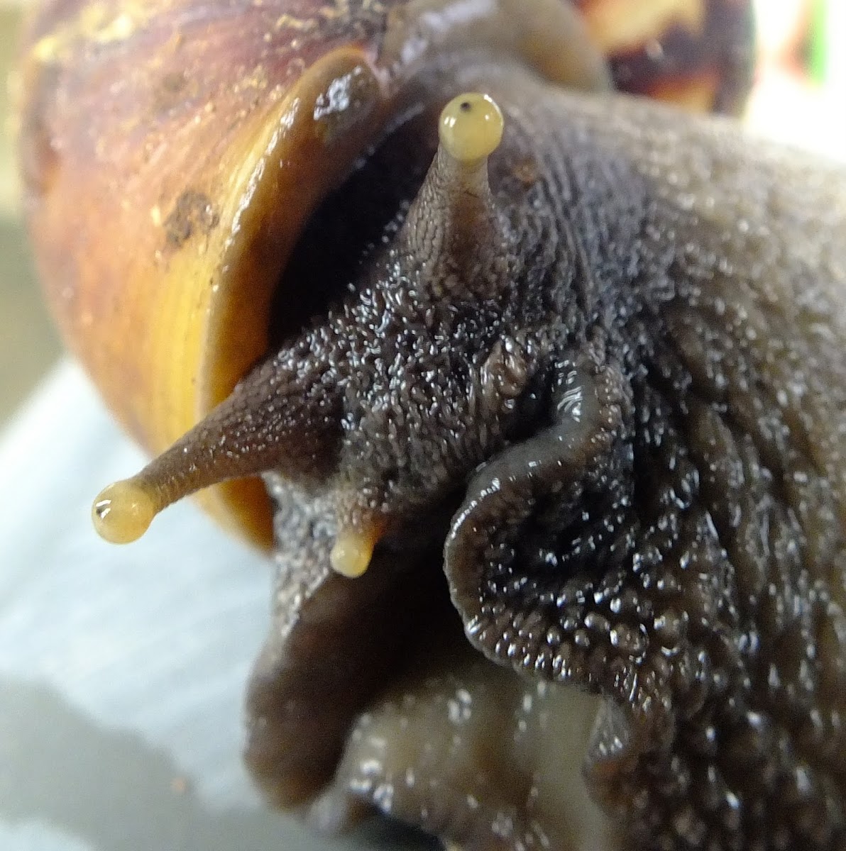 East African land snail, Caramujo Africano(PT-BR)