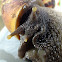 East African land snail, Caramujo Africano(PT-BR)