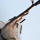 Eastern tent caterpillars