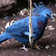 Victoria Crowned Pigeon