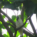 White Cockatoo