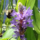 Bumble Bee