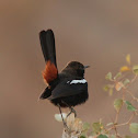 Indian Robin