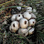 common puffball / Parelstuifzwam