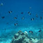Black Pyramid Butterfly Fish