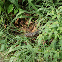 Eastern Gartersnake