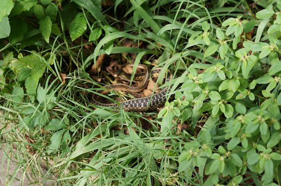 Spotting Image 1