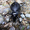 Common Black Ground Beetle