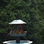 Black-capped Chickadee