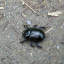 Dung beetle