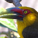 Saffron Toucanet