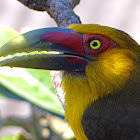 Saffron Toucanet